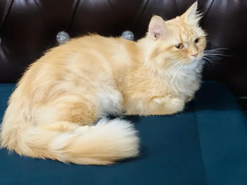 Persian Cat — photo 3