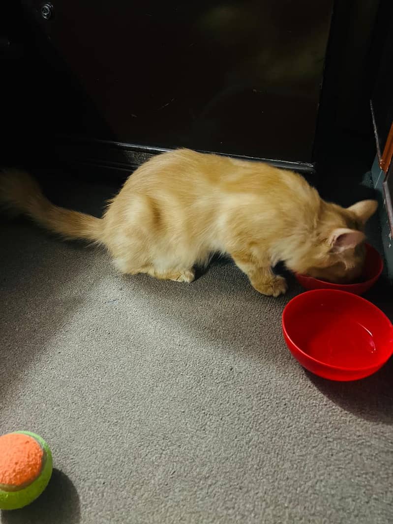 Persian Cat 3