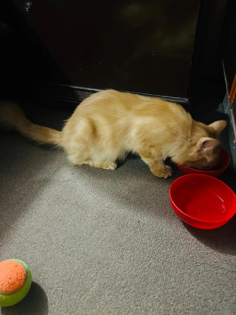 Persian Cat — photo 4