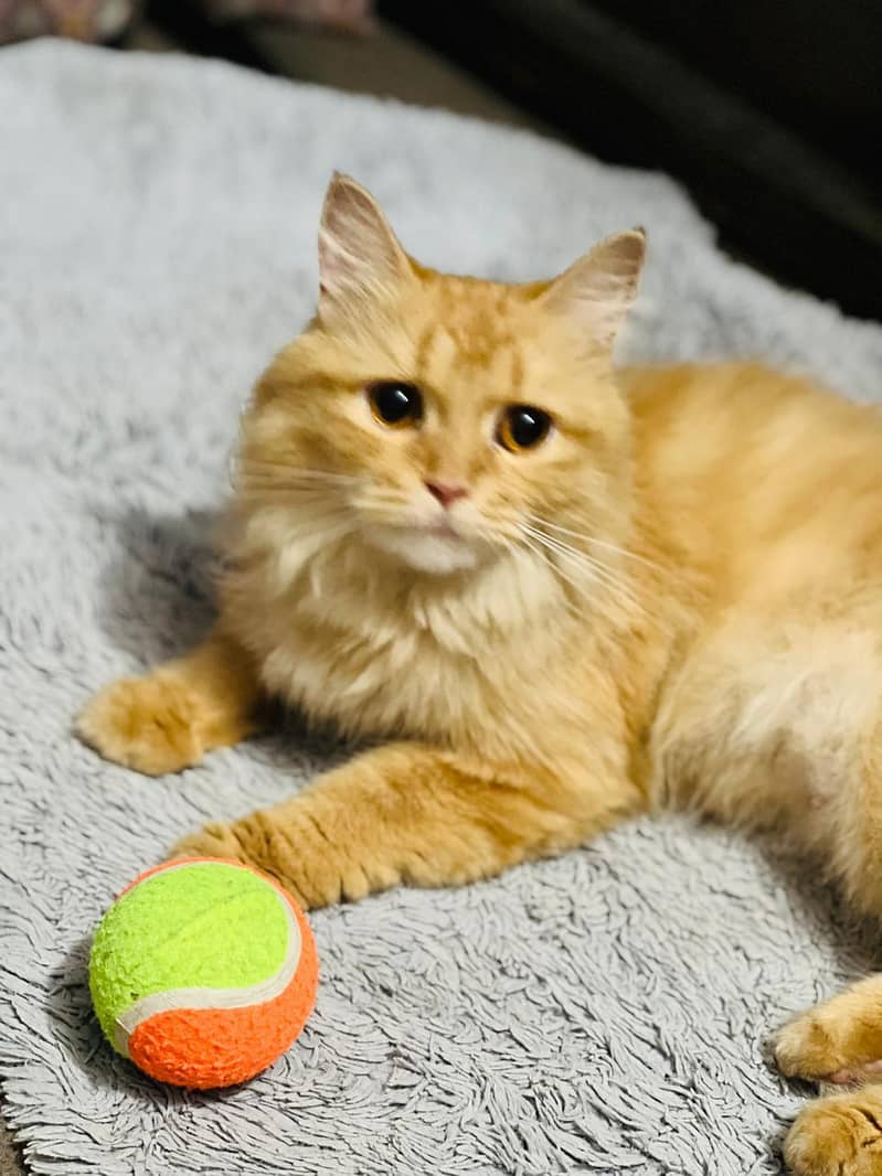 Persian Cat 4