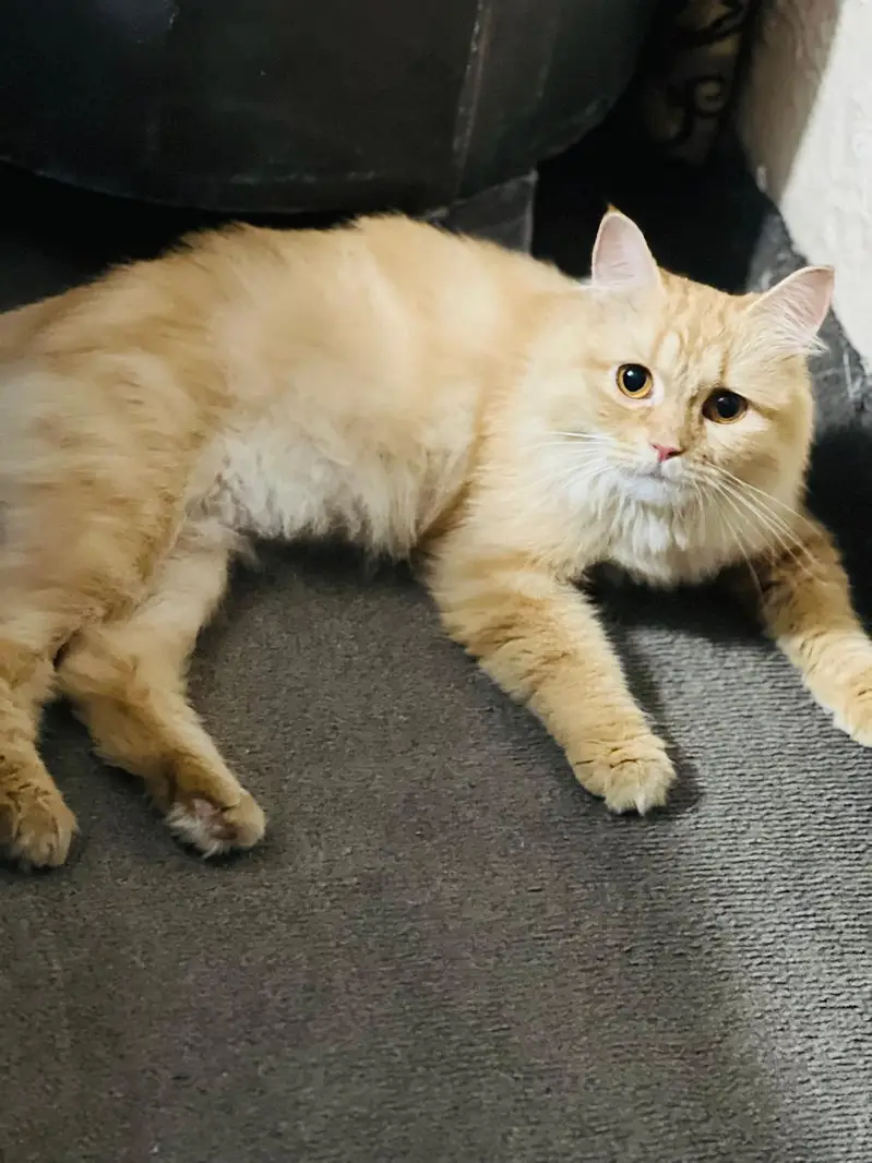 Persian Cat — photo 6