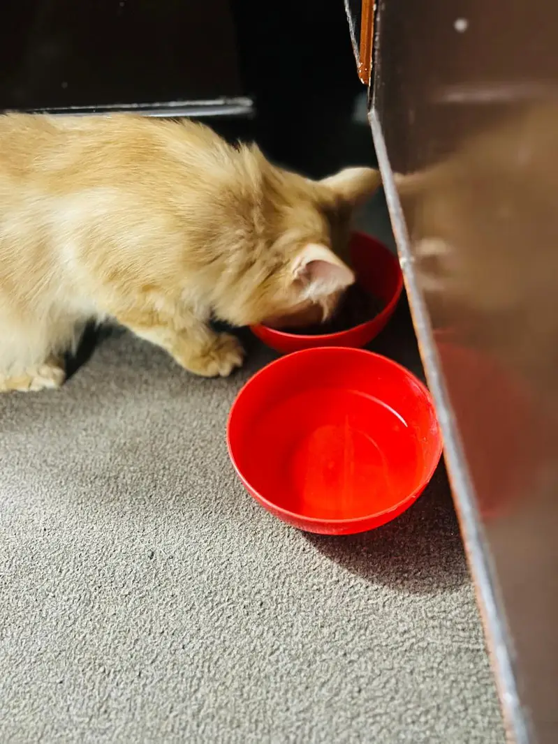 Persian Cat — photo 8