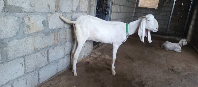rajanpuri goat