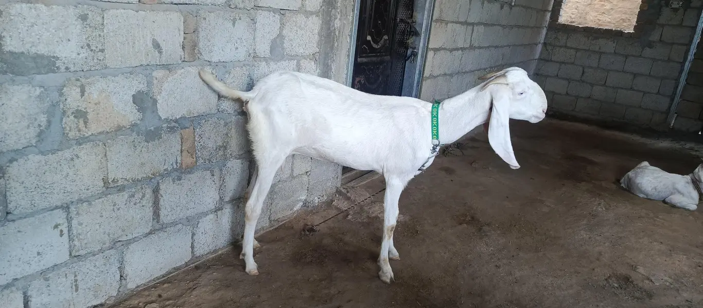 rajanpuri goat — photo 2