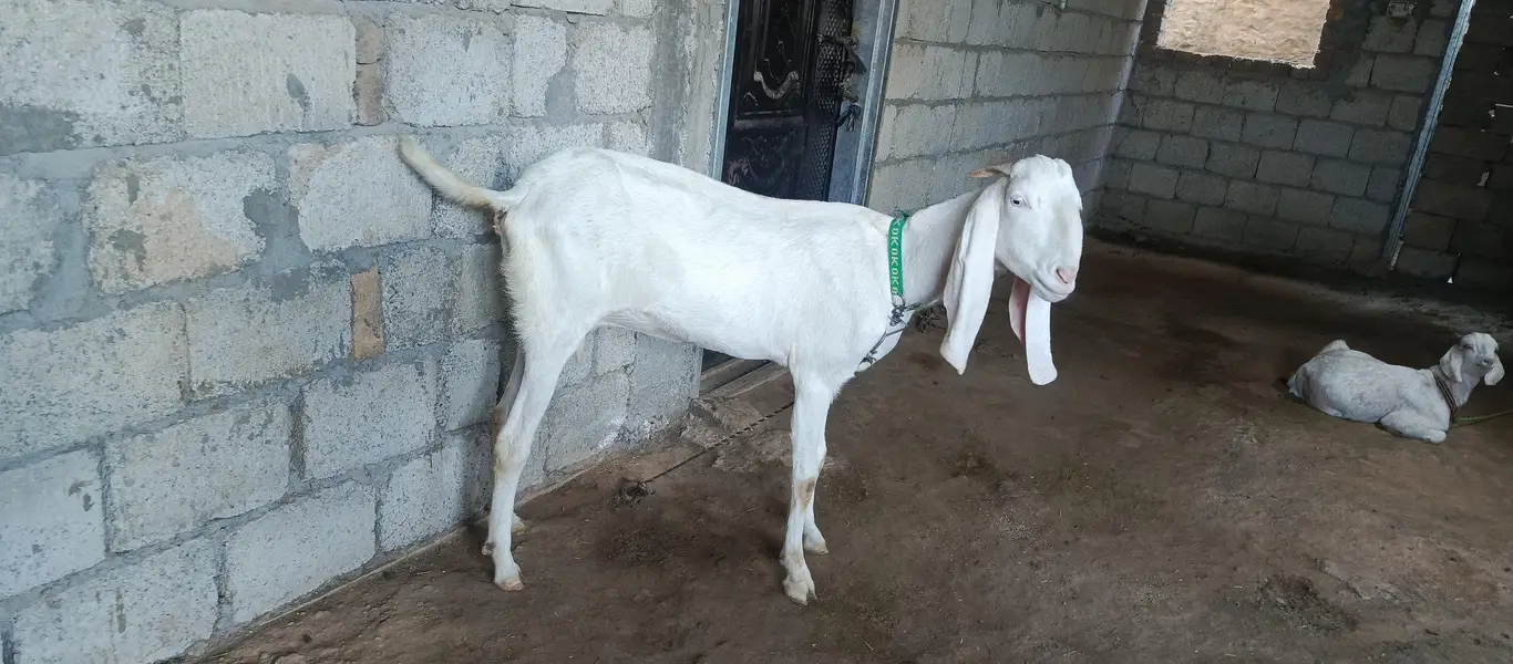 rajanpuri goat — photo 3