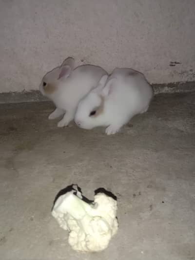 rabbit baby for sale 03224186572