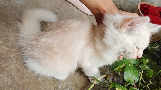 2 months old persion cat