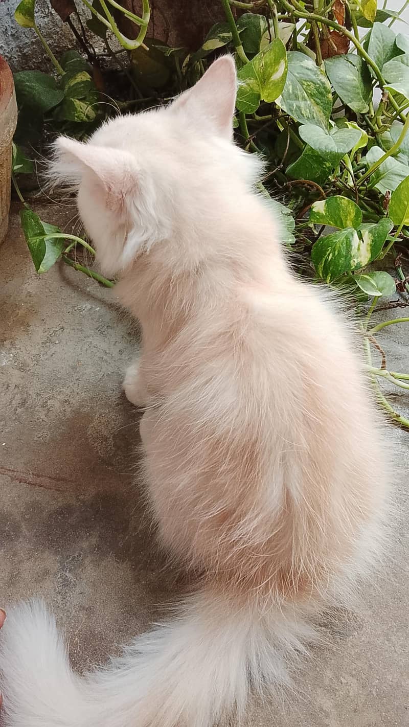2 months old persion cat 1