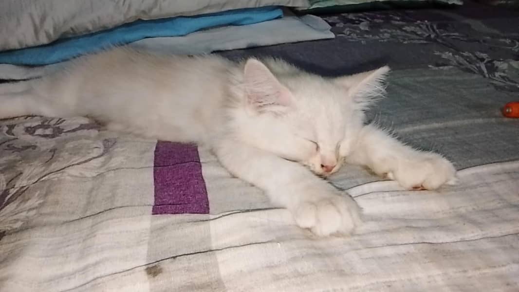 2 months old persion cat 2