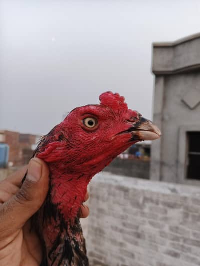 vait japnees Pakistani mix breed male