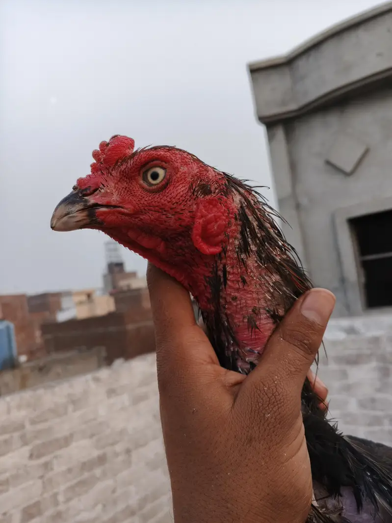 vait japnees Pakistani mix breed male — photo 2