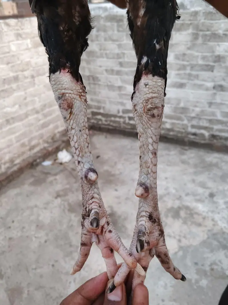 vait japnees Pakistani mix breed male — photo 4