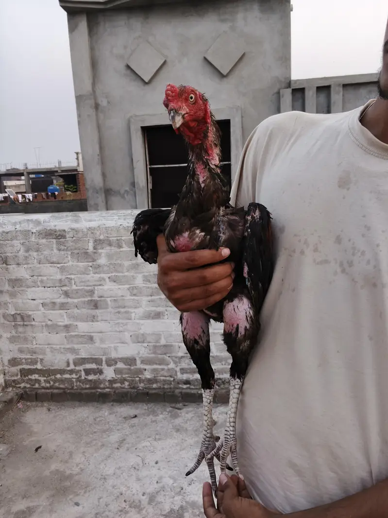 vait japnees Pakistani mix breed male — photo 6