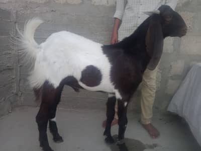 Ando Bakra ha dabal haddi ma ha