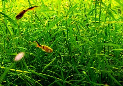 Guppy Grass and Duckweed