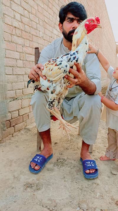 Sohail Meo aseel murgay
