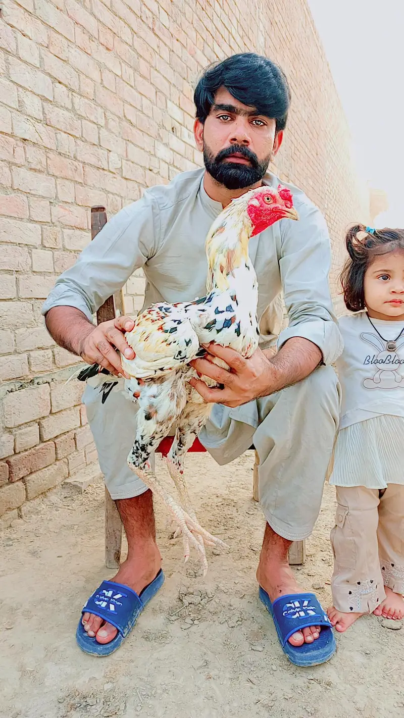 Sohail Meo aseel murgay — photo 2