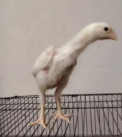 king size/shamo /high quality/white shamo/pure aseel shamo chicks