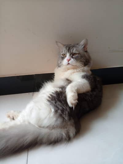 Grey Persian Male Cate for Sale