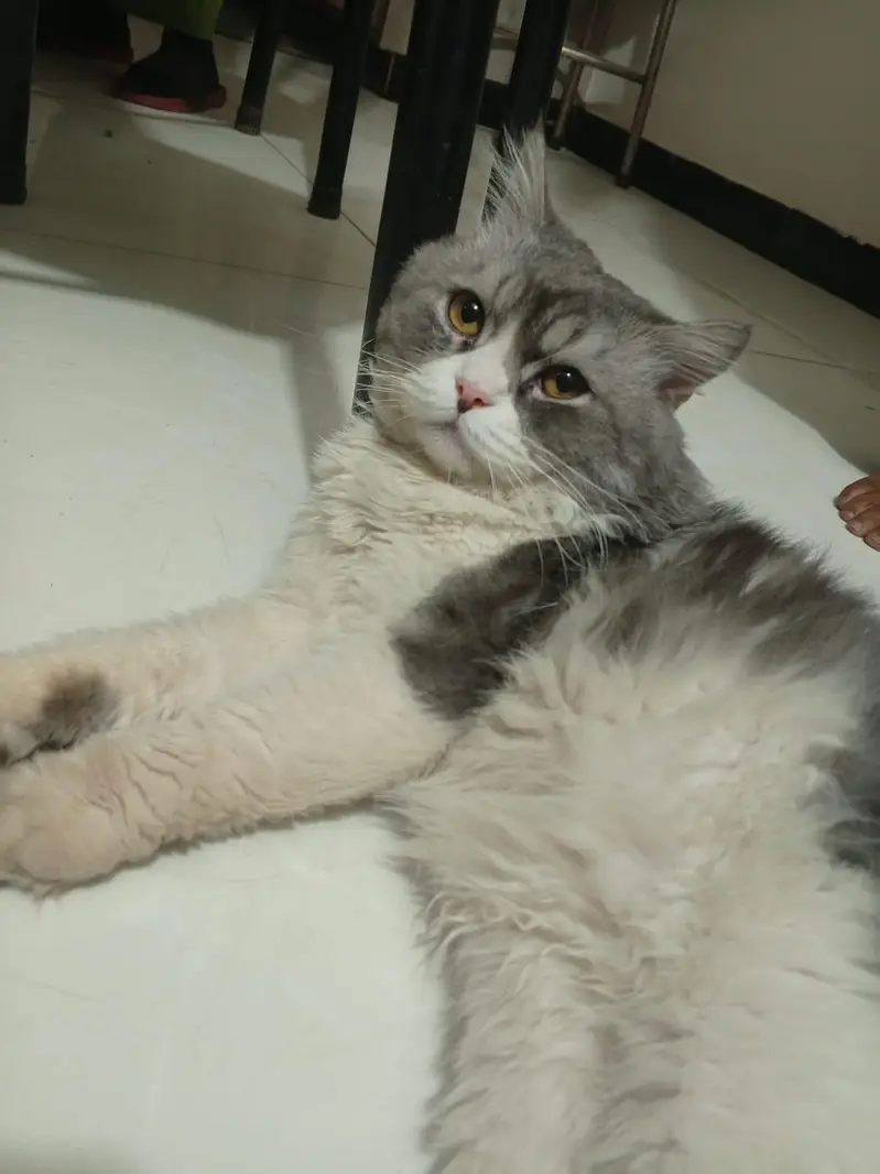 Grey Persian Male Cate for Sale — photo 2