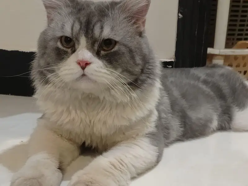 Grey Persian Male Cate for Sale — photo 3