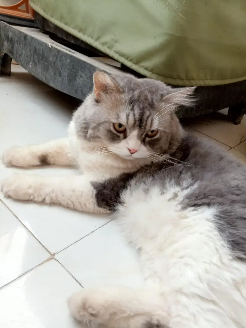 Grey Persian Male Cate for Sale — photo 4