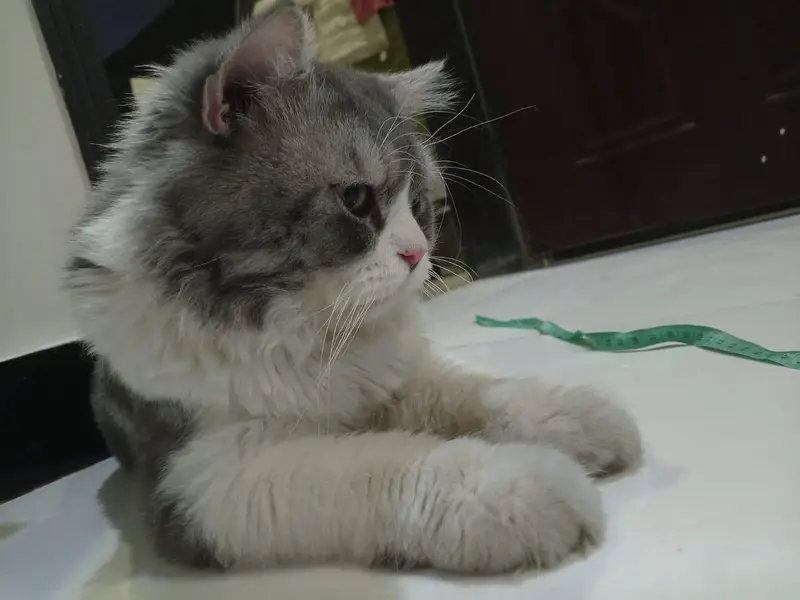 Grey Persian Male Cate for Sale — photo 5