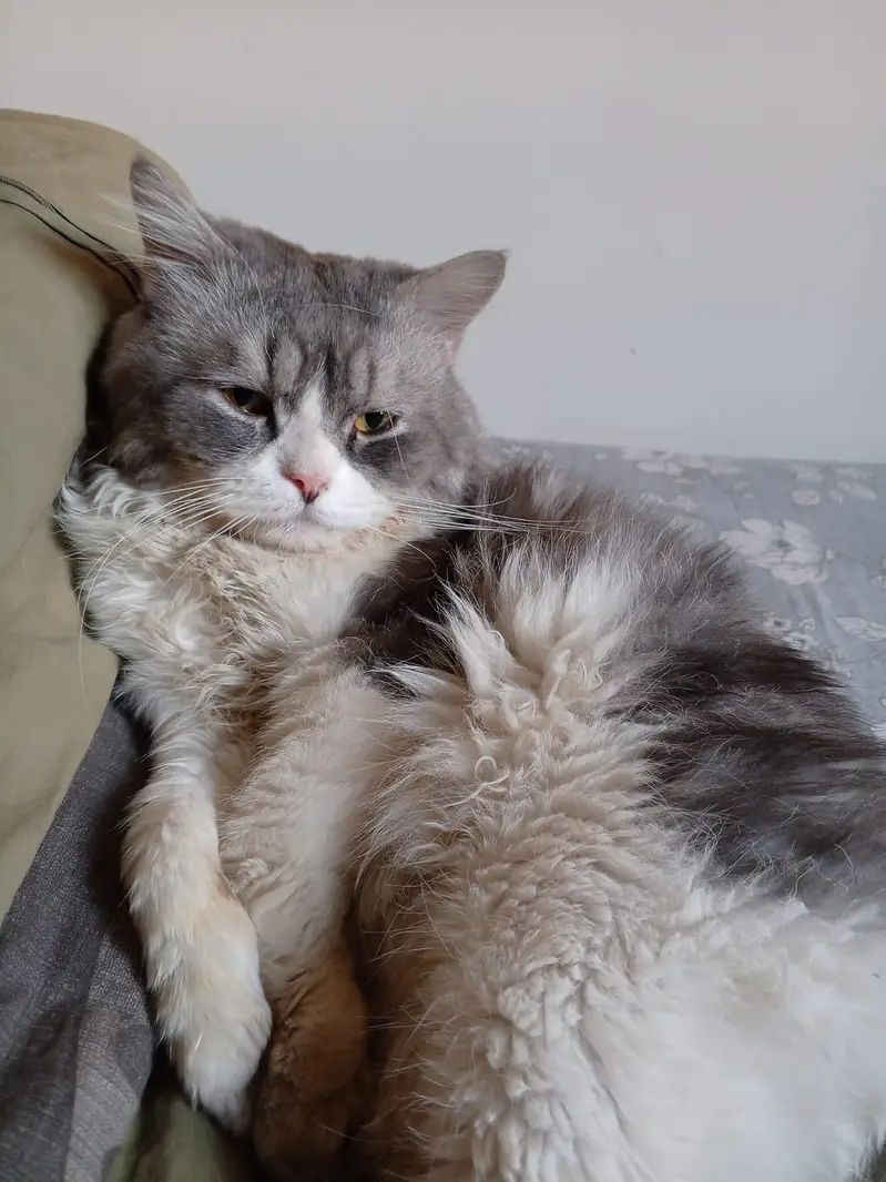 Grey Persian Male Cate for Sale — photo 6
