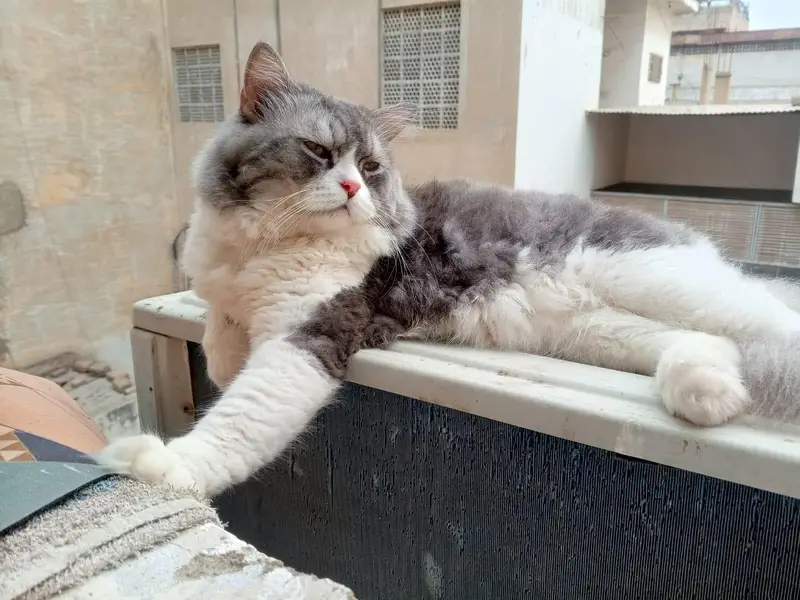 Grey Persian Male Cate for Sale — photo 7