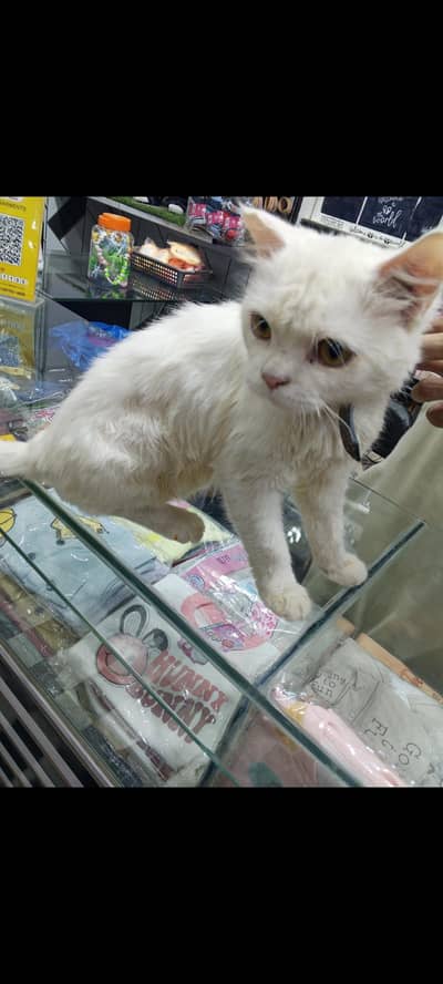 white Persian cat