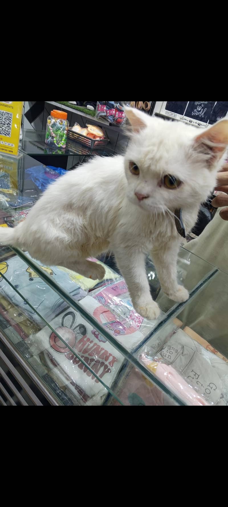white Persian cat 0