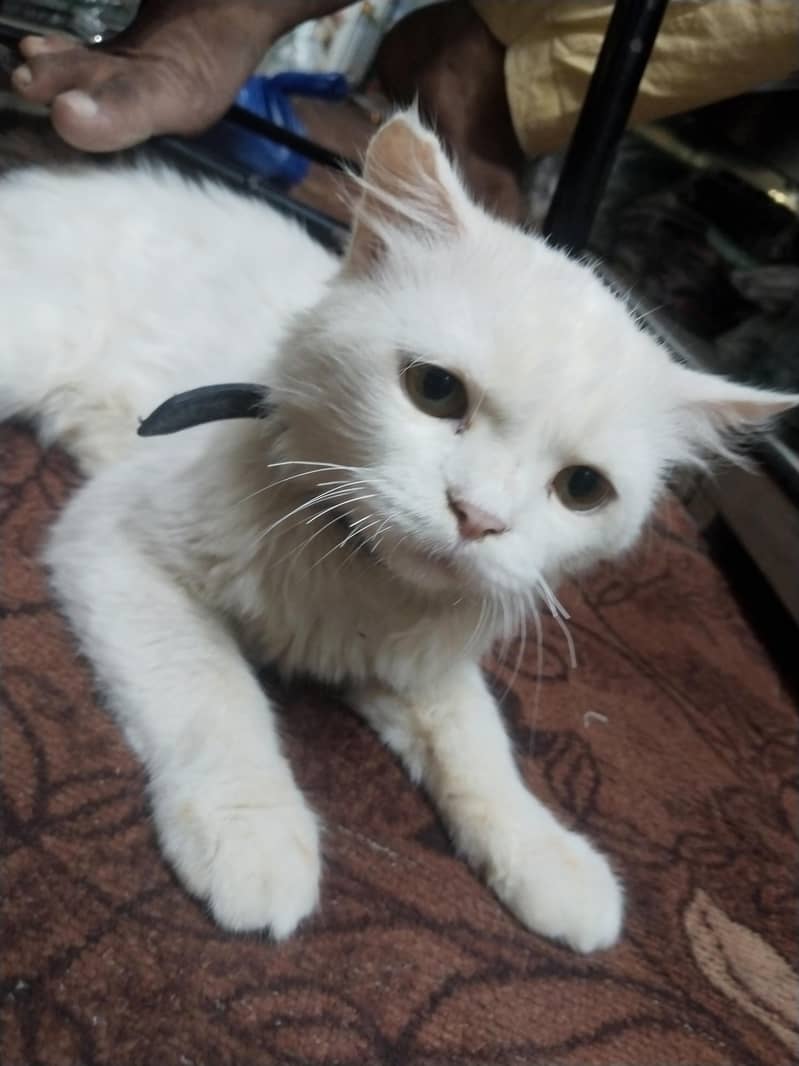 white Persian cat 1