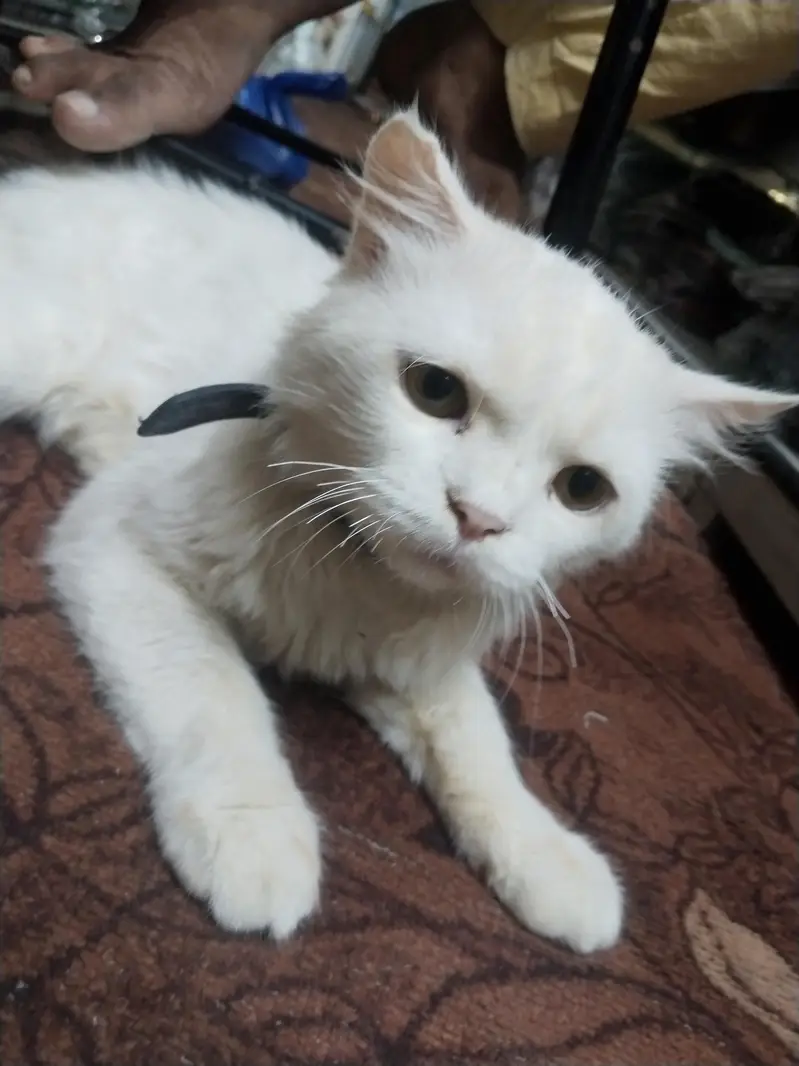 white Persian cat — photo 2