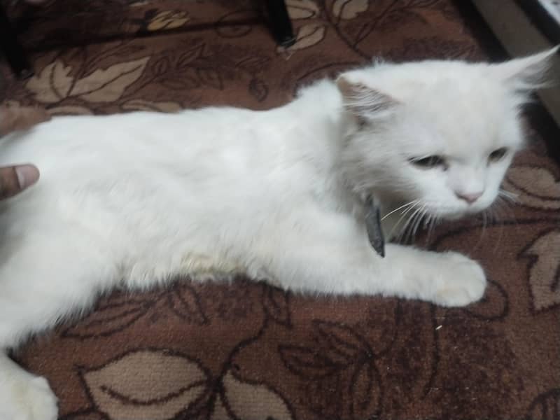 white Persian cat 2