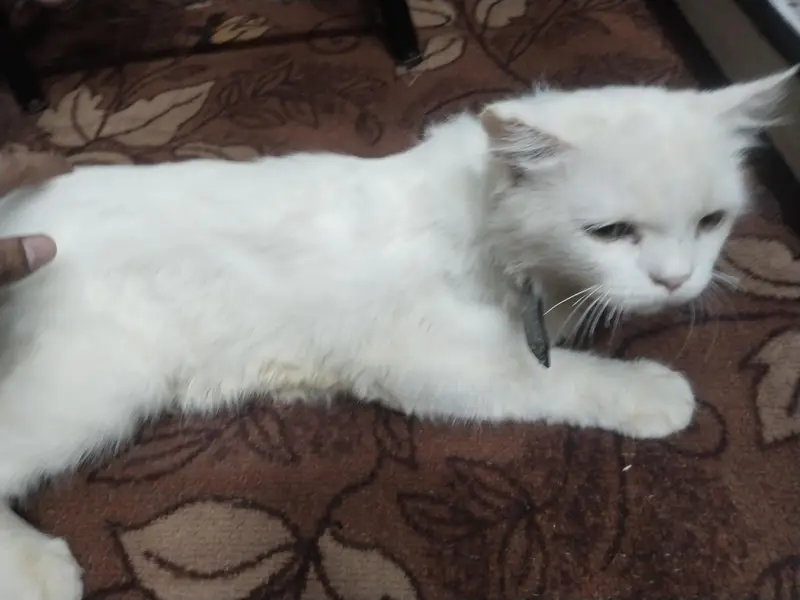 white Persian cat — photo 3