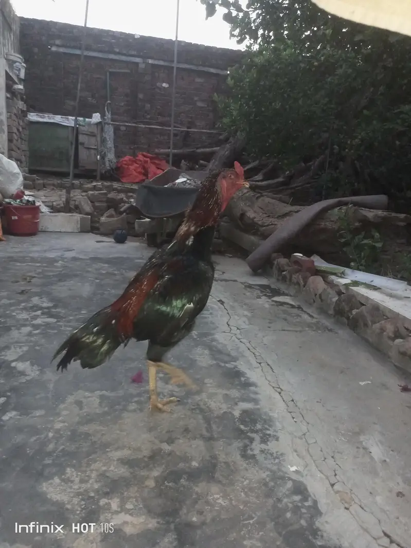 Mianwali Aseel — photo 2