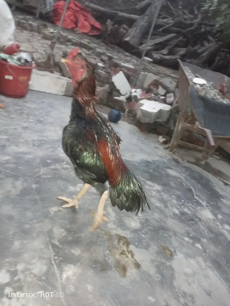 Mianwali Aseel — photo 3
