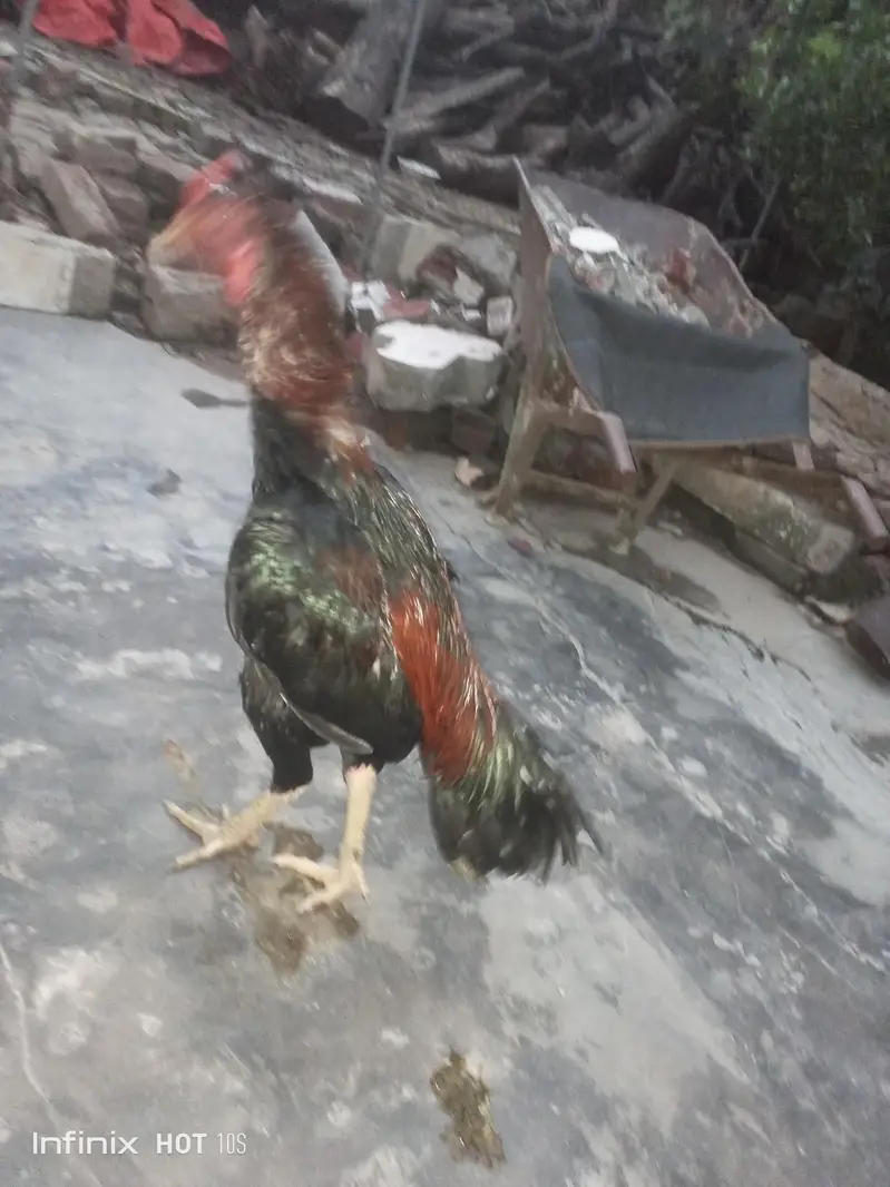 Mianwali Aseel — photo 4