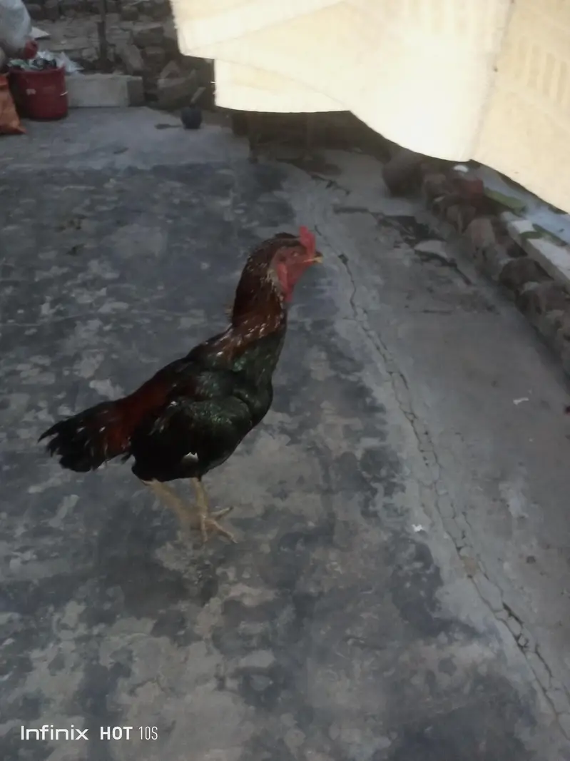 Mianwali Aseel — photo 5