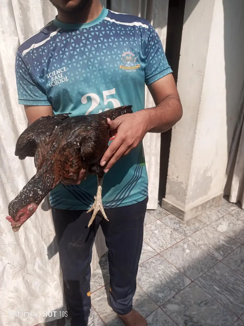 Mianwali Aseel — photo 10
