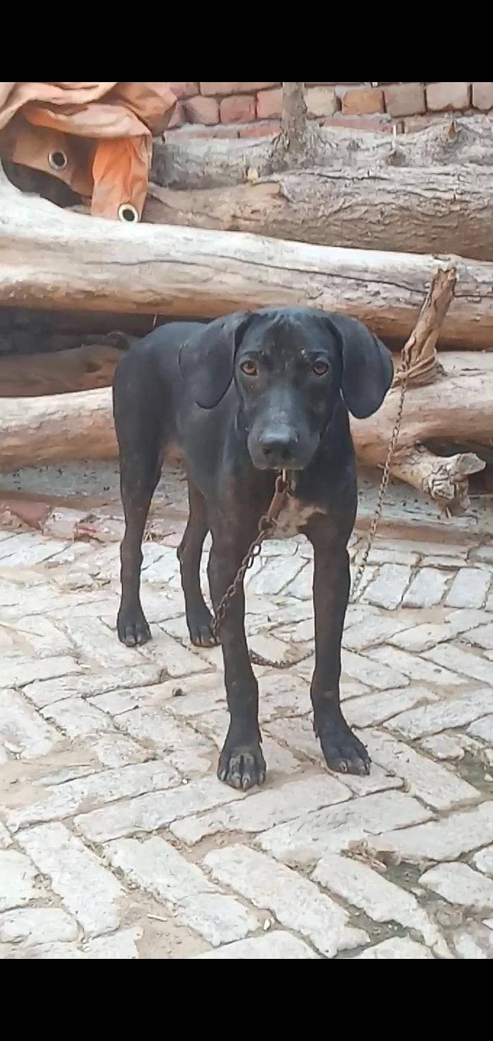 Labra pointer Cross 0