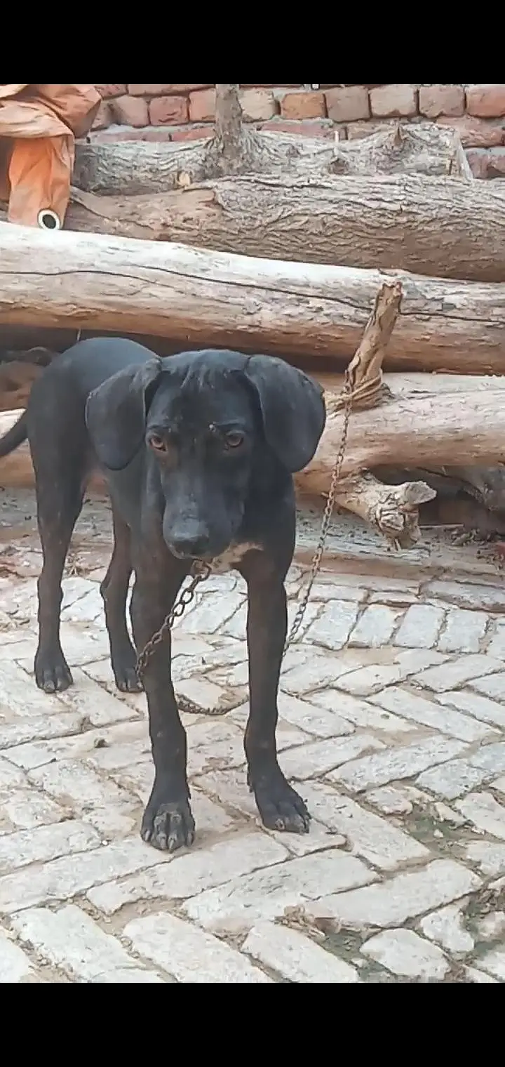 Labra pointer Cross — photo 2