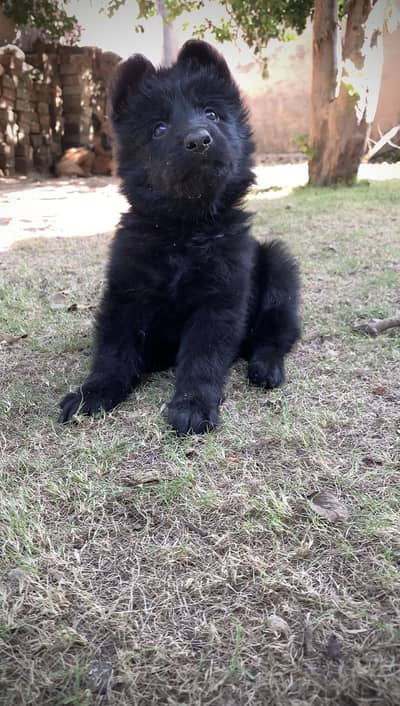 German shepherd black puppy