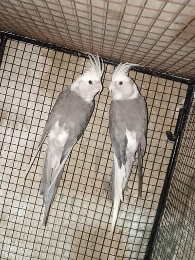 cocktail for sell Jo le wohi msg kre plzzz bhut active hen