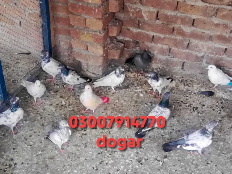 breedar jory — photo 2