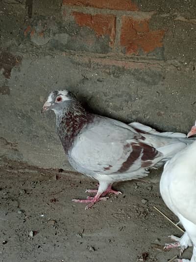 qasid kabotar