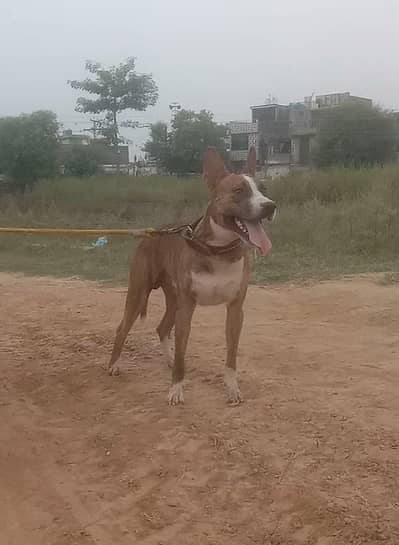 Gultair Dog