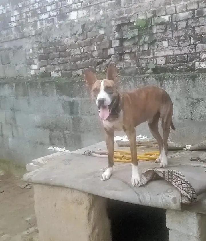 Gultair Dog — photo 2