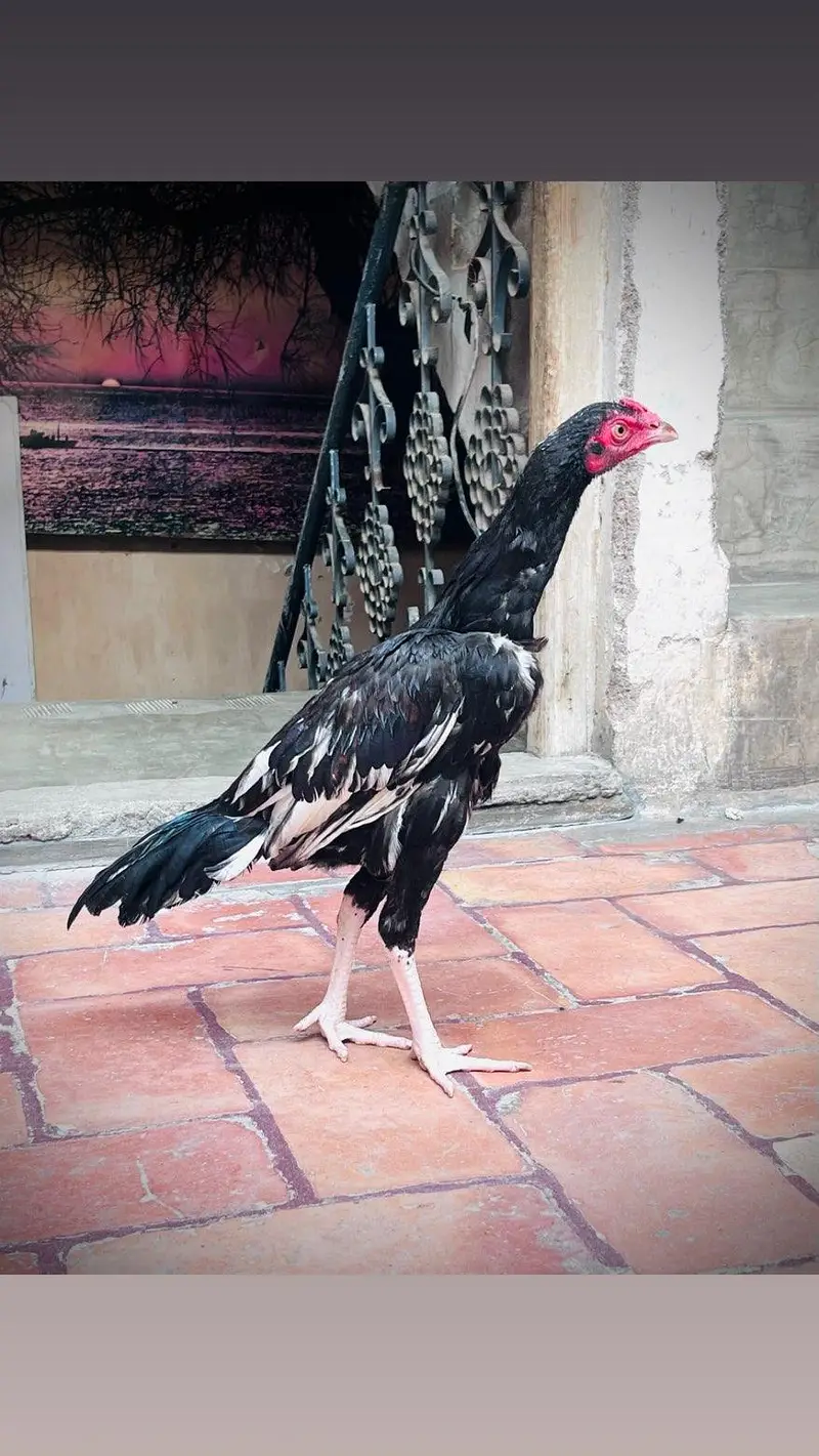Patha For sale — photo 2