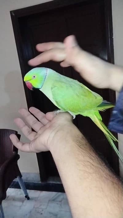 green ringneck parrot young  active handtame adult  blackface budgies